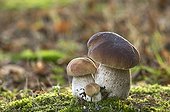 King Boletes in the undergrowth France 