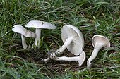 Ivory Funnel Mushroom in grass France 