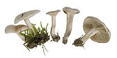 Ivory Funnel Mushrooms on white background