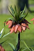 Crown imperial 'Schubert' in bloom in a garden