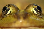 Portrait of a green frog in a pond near France