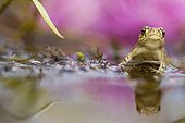 Young Natterjack Toad a reed Indre France 