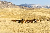 Quarter Horses and cow-boys Hideout Guest Ranch Wyoming USA