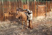 Cowboy saddling his horse The Hideout Guest Ranch Wyoming ; Ramon Castro 