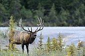 Bull elk near a river in Jasper NP Canada 