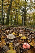 Amanita and Russulas undergrowth in autumn France 