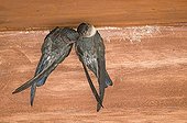 Glossy Swiftlet (Collocalia esculenta) adult pair, clinging to wall at nestsite, nesting inside dwelling, Cebu Island, Philippines