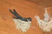 Glossy Swiftlet (Collocalia esculenta) adult, sitting on nest, nesting inside dwelling, Cebu Island, Philippines