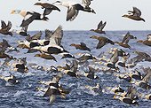 King Eider (Somateria spectabilis) and Common Eider (Somateria mollissima) flock, in flight, taking off from sea, Varanger Fjord, Norway, march