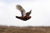 Red Grouse (Lagopus lagopus scoticus) adult male, in flight over moorland, Northumberland, England, april