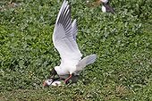 Black-headed Gull (Larus ridibundus) adult, summer plumage, attacking Atlantic Puffin (Fratercula arctica) with sandeels, Farne Islands, Northumberland, England, july