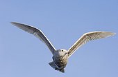 Glaucous Gull (Larus hyperboreus) immature, first winter plumage, in flight, Varanger Fjord, Northern Norway, march