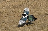 Pie ; Common Magpie (Pica pica leucoptera) adult, in low flight over ground, Gobi Desert, Mongolia, october