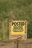 Burrowing Owl (Speotyto cunicularia) adult, perched on 'Posted, Private Property' sign, Salton Sea, California, U.S.A., april