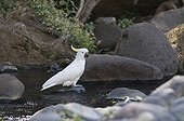 Sulphur-crested Cockatoo (Cacatua galerita) adult, drinking, standing on rock in stream, Queensland, Australia