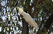 Sulphur-crested Cockatoo (Cacatua galerita) adult, feeding on figs in tree, Queensland, Australia