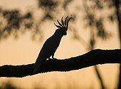 Sulphur-crested Cockatoo (Cacatua galerita) adult, perched on branch, silhouetted at sunset, Miles, Queensland, Australia