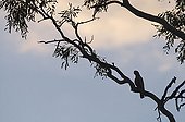 Galah (Eolophus roseicapillus) adult, perched on tree branch, silhouetted at dusk, Queensland, Australia