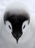 Emperor Penguin (Aptenodytes forsteri) chick, close-up of head, Snow Hill Island, Antarctica, november