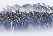 King Penguin (Aptenodytes patagonicus) colony, huddled together during snowstorm, Right Whale Bay, South Georgia, november