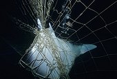 Manta Ray caught in gill net Gulf of California