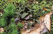 Green earth tongues undergrowth France 
