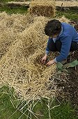 Planting potatoes in straw France  ; Tubers are not buried but placed just under 20 cm of straw 