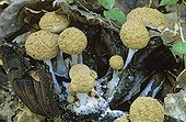 Powder cap