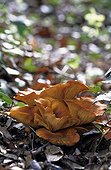 Jack o'Lantern mushroom 