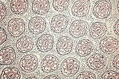 Cross-section of capitulum Dandelion ; Brightfield illumination, x 50