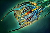 Capsule Polytrichum  ; Polarized light illumination compensator Bereck, x 20