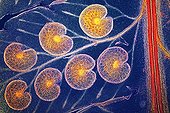 Male fern sporangia  ; Polarized light illumination compensator plate cellophane x 50