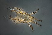 Prostigmata Cheyletoidea male mite  ; Light polarized light, x 100