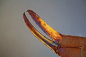 Pedipalp Pseudo-Scorpion  ; Light polarized light, x 100