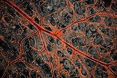 Section of rabbit caecum  ; Darkfield illumination, x 100