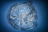 Scale GoldFish on blue background ; Polarized light illumination compensator plate gypsum, x 20