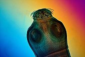 Pork Tapeworm scolex  ; Light polarized light with gypsum compensating plate, x 100
