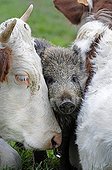 Sanglier d'Eurasie adopté par des Vaches France ; Laie adoptée par des Vaches dans le Haut-Doubs