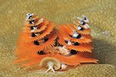 Christmas Tree Worm in Indonesia