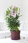 Horticultural pink lily pot in a salon