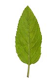 Spearmint leaf on white background 