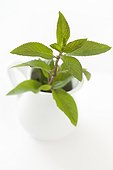 Spearmint in a pitcher on white background