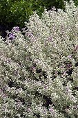 Thyme 'Silver Posie' in bloom in a garden