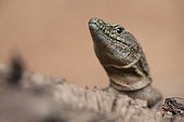 Portrait of Madeira Lizard Madeira island
