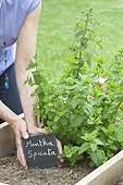 Etiquette slate before a Spearmint plant 