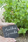 Etiquette slate before a Spearmint plant 
