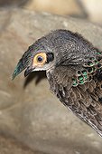 Portrait of Bornean Peacock-Pheasant 