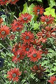 African daisy 'Flame' in bloom in a garden