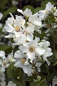 Mockorange 'Beauclerk' in bloom in a garden