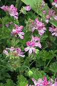 Pelargonium 'Pink Capricorn' in bloom in a garden